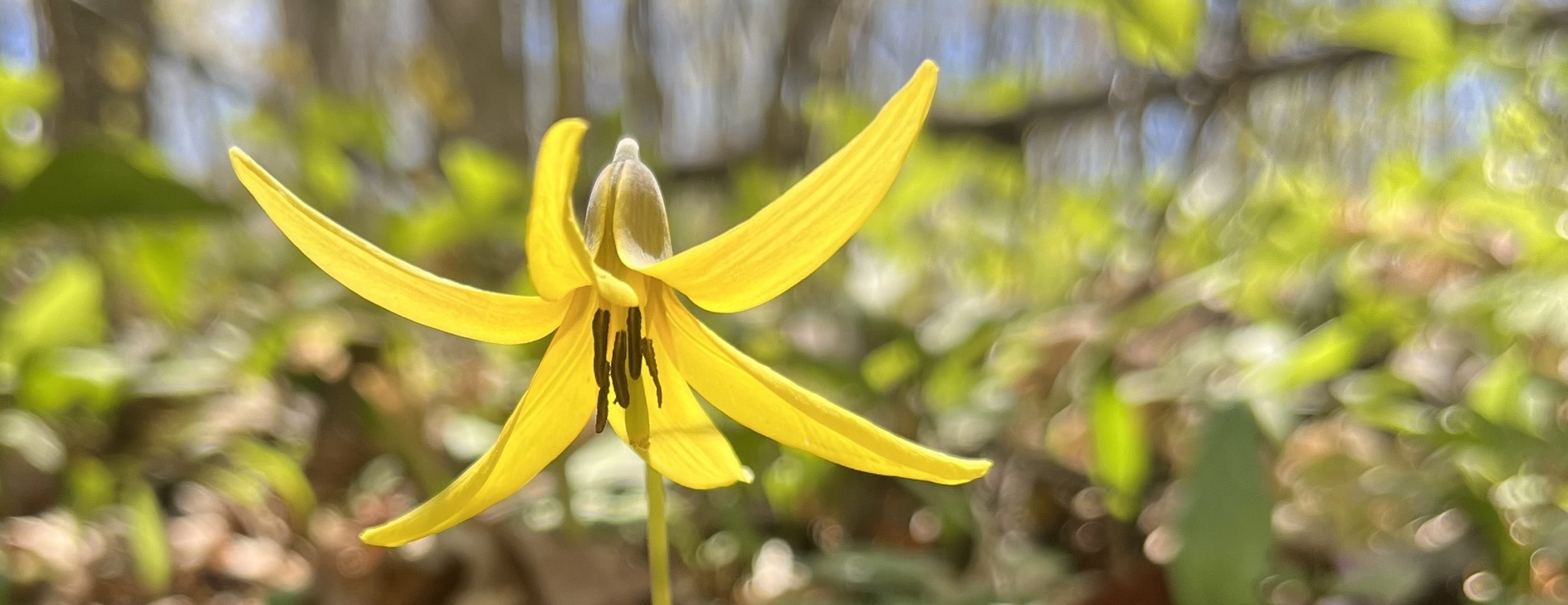 The Great Northern Bloom: A Spring Ephemeral Hike
